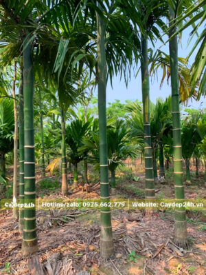 Cây cau ta đẹp, thân chính cao 2.5 - 3m