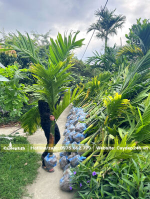 Thu hoạch cây cau ta giống chiều cao 1m5