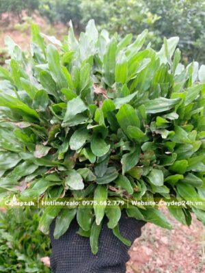 Cỏ Gừng đẹp, chất lượng, không sâu bệnh