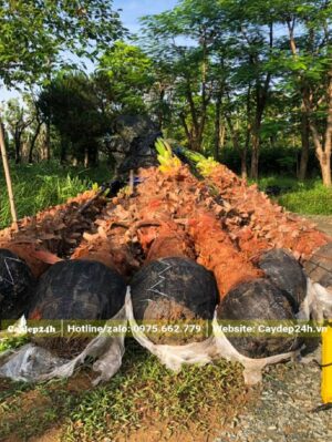 Gần 10 cây Cọ Mỹ kích thước lớn, thân cao hơn 4m