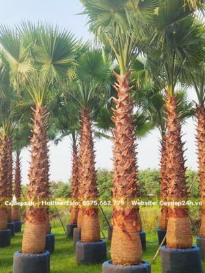 Cọ Mỹ thân có màu nâu đỏ, ủ trong bầu nhiều năm