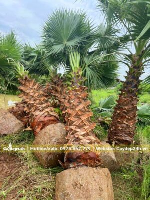 Cọ Mỹ trưởng thành đường kính bầu 60 - 70cm