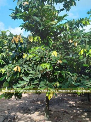 Vườn cây Sộp đường kính gốc 5 - 8cm, được nuôi trồng và chăm sóc từ nhỏ