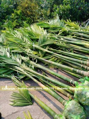 Hàng chục cây Cau Ta con lộ thân 40 - 50cm