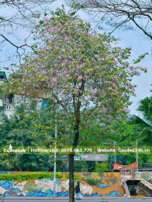 Cây hoa Ban Tây Bắc trồng trên vỉa hè đường phố tại Hà Nội đang nở hoa rực rỡ