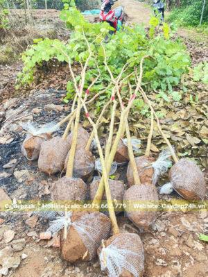 Bứng nóng cây hoa Ban Tây Bắc đường kính gốc 3 - 4cm