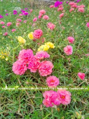 Vườn trồng nguyên cây hoa Mười Giờ hồng và cam