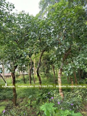 Vườn cây Osaka Đỏ đường kính gốc từ 10cm trở lên, được nuôi trồng từ nhỏ