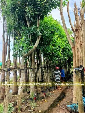 Cây Osaka hoa đỏ cổ thụ, đường kính gốc trên 20cm