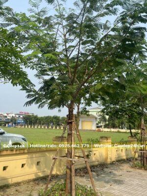 Phượng Vàng trồng vỉa hè đường phố