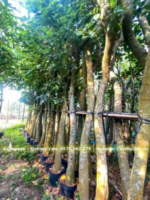 Dựng cây đứng tựa vào giàn đỡ, dùng dây buộc cổ định để dưỡng ủ