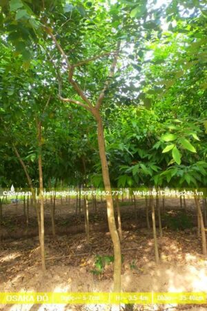 Osaka đỏ đường kính gốc từ 5cm, thoát thân khoảng 3 - 4m