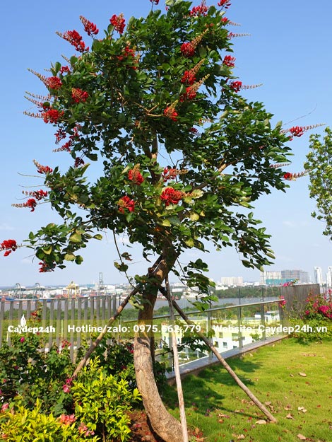 Cây Osaka đỏ dáng đẹp đang ra hoa vô cùng rực rỡ