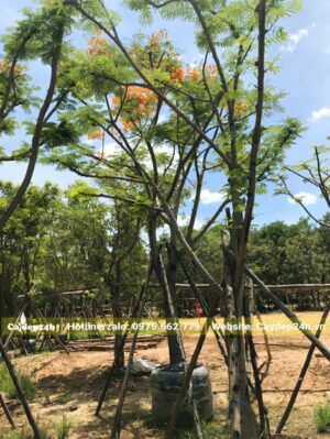 Cây Phượng Vàng cổ thự phân cành thấp, hoa đang ra rực rỡ