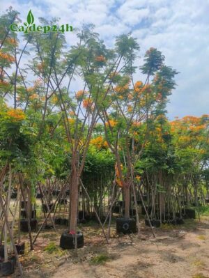 Mua cây Phượng Vàng công trình đang dâm ủ, hoa nở đẹp