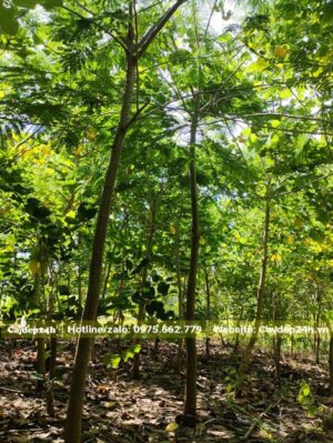 Vườn Phượng Vàng nuôi dưỡng 5 - 7 năm đã cao khoảng 4 - 5m