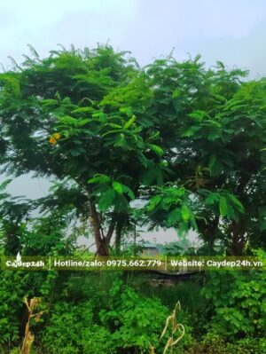Cây Phượng Vàng trồng lấy bóng mát, có tán lá xanh sum suê, tỏa rộng
