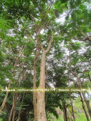 Cây phân tán cao, thoát thân khoảng 3,5 - 4m, vanh 30 - 35