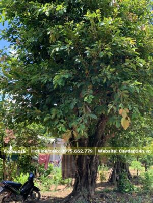 Cây Sộp trồng trong sân vườn nhà chiều cao khoảng 5m, đường kính gốc hơn 50cm