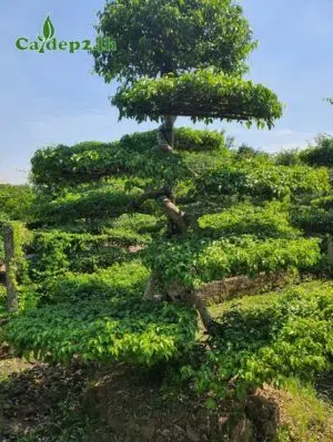 Cây Sanh công trình lâu năm, dáng long sang trọng