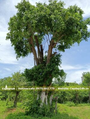 Chiều cao khoảng 6m, tán đẹp, đường kính gốc từ khoảng 55 - 60cm