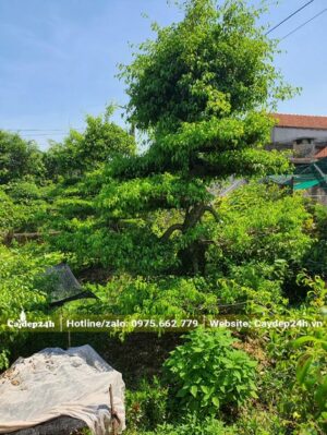 Cây sanh dáng long đang chuẩn bị cắt tỉa lá