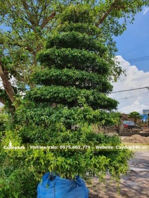 Sanh bonsai cao hơn 2m, tán hình tháp đã bọc bầu cẩn thận chuẩn bị đưa lên xe