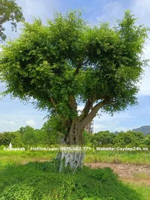 Cây Sanh công trình vanh gốc 200