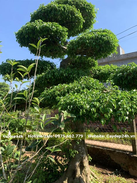 Cách tạo dáng bonsai cho cây sanh cổ thụ chiều cao khoảng hơn 2m