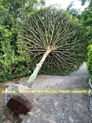 Cây Sanh bonsai đã dâm ủ nhiều năm