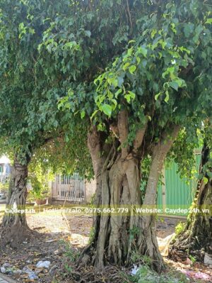 Cây sanh trồng bóng mát đã nhiều năm tuổi, đk gốc từ 40 - 50cm