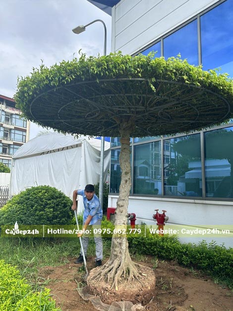 Tiến hành trồng cây Sanh dáng nhất trụ kình thiên cho một công ty ở Hưng Yên