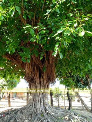 Cây Sộp trồng trong vườn nhà đang tỏa tán râm mát