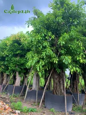 Cây Sộp dưỡng ủ trong bầu đất chiều cao khoảng 3 - 4m