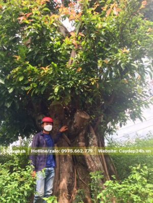 Sộp lá lớn dâm ủ nhiều năm, đường kính thân to tới gần 1m