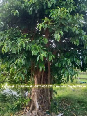 Sộp cổ thụ tán lá đẹp