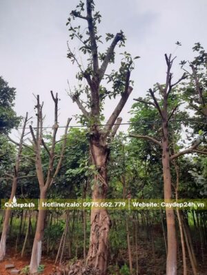 Vườn dâm ủ cây Sộp công trình đường kính thân gần 30cm (đo cách gốc 1m)