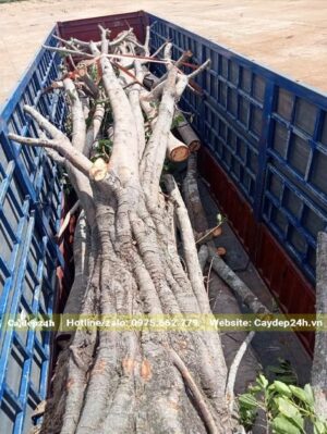 Cây Sộp đánh thẳng đã xếp gọn lên thùng xe