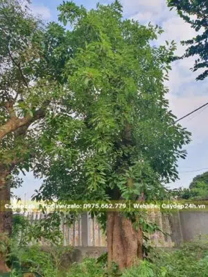 Cây Sộp công trình cao khoảng 5m, đã dâm ủ nhiều năm