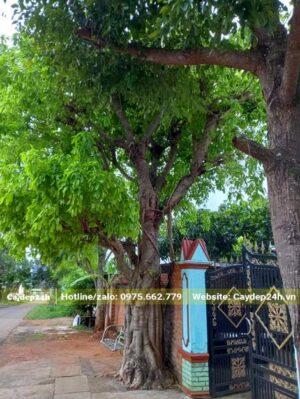 Cây Sộp trồng trước cỏng nhà, gốc cổ thụ đường kính >50cm