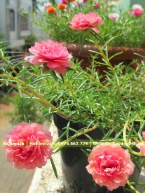 Chậu cây hoa Mười Giờ Mỹ kép màu hồng đẹp