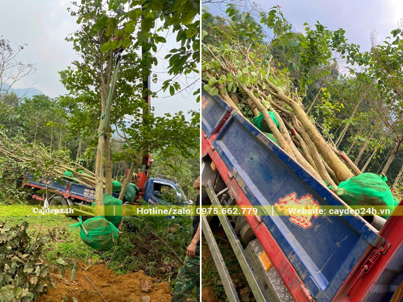 Xe cẩu tự hành đang đưa từng cây ban Tây Bắc lên thùng xe