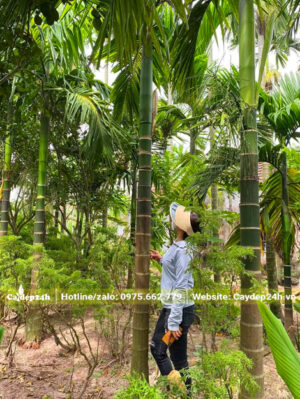 Đo kích thước cây cau ta công trình, đường kính gốc 30cm