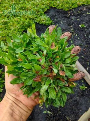 Miếng cỏ lá gừng Thái Lan đường kính 10 - 12cm