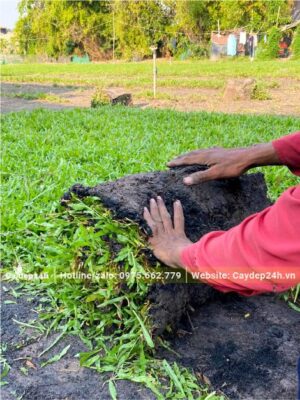 Nhẹ nhàng cuộn miếng cỏ lá gừng và buộc hai đầu