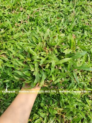 Cỏ Lá Gừng thường còn được gọi là cỏ lá tre