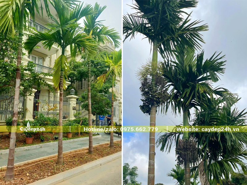 Thi công trồng cây cau ta trước cổng nhà biệt thự