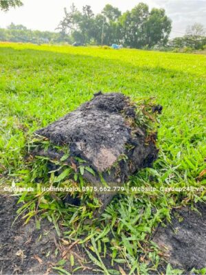 Cỏ Lá Tre cắt thành từng miếng kích thước 40x80cm