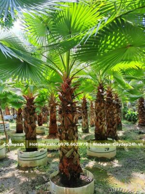 Cây Cọ Mỹ mới lớn, lóng cao 1,5 - 2m