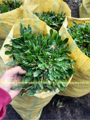 Cỏ Lá Gừng Thái Lan miếng lớn, đường kính 15 - 20cm